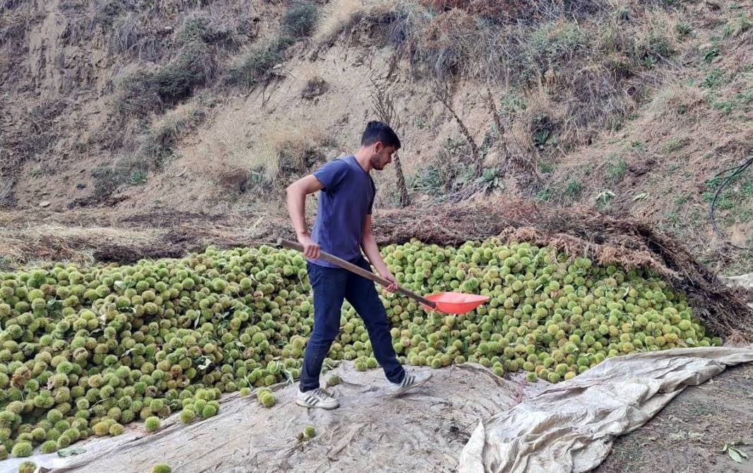 İlk ürün o kentte toplanıyor: Arapların yeni gözdesi! Yurt dışına ihraç ediliyor 14